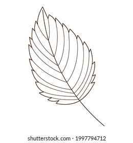 birch leaf. Botanical, plant design element with outline. Time of summer, autumn. Doodle, hand-drawn. Flat design. CBlack white olor vector illustration. Isolated on a white background.