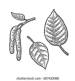 Birch leaf and buds. Vector vintage engraved illustration. Isolated on white background