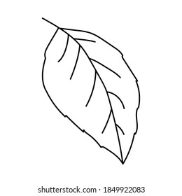 Birch leaf. Doodle vector illustration. Hand drawn single element isolated on white background. For greeting cards, posters, stickers and seasonal designs.