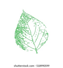 Birch Leaf, Green. Hand Drawn. Graphic Drawing. Vector Illustration.