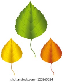 A birch leaf in green, yellow and orange colors.