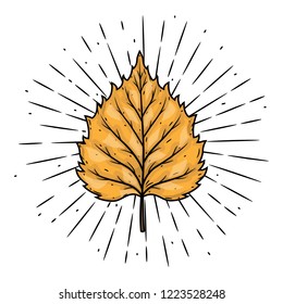 Birch leaf. Hand drawn vector illustration with birch leaf and divergent rays. Used for poster, banner, web, t-shirt print, bag print, badges, flyer, logo design and more. 
