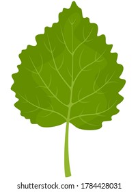 Birch leaf isolated on white background. Part of tree in cartoon style.
