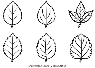 Birch Leaf Line Art Design Illustration Drawing
