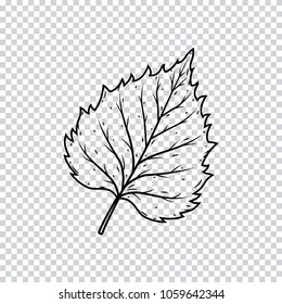 birch leaf on a transparent background