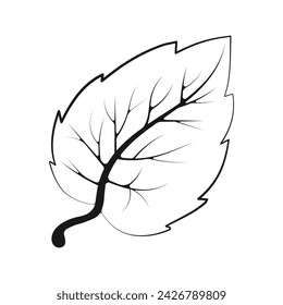 A birch leaf on a white background. Vector illustration