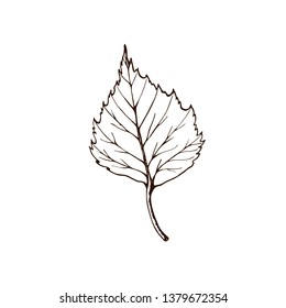 Birch leaf. Vector vintage engraved illustration. Isolated on white background  