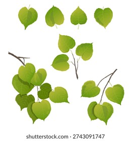 Birch leaves with branches, vector illustration isolated on transparent background