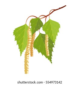 Birch with leaves and buds isolated on white background. Realistic vector detailed illustration of greenery foliage of birch tree in springtime. Botanical leafage widely used in medicine