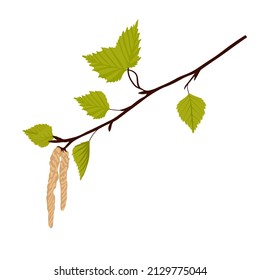 Birch leaves with earrings. Spring branch with buds. Vector stock illustration. Isolated on a white background.