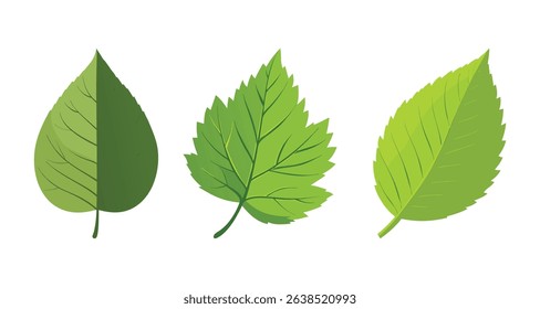 Birch Leaves Illustration of Three Green Leaves Showing Variation in Color and Shape Perfect for Nature Designs and Botanical Projects