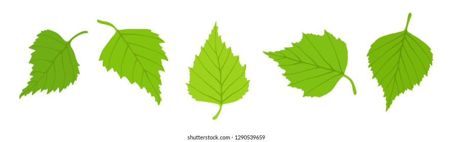 Birch leaves on a white background, spring background, vector illustration