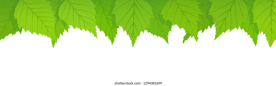 Birch leaves on a white background, spring background, vector illustration