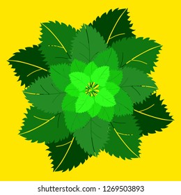  birch leaves, vector illustration