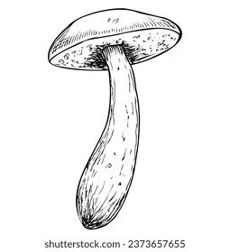 Mushroom de Birch con estilo de arte en línea. Ilustración vectorial dibujada a mano del bosque Fungus pintado por tintas negras sobre fondo blanco aislado. Dibujo de boleto en estilo grabado. Esbozo lineal con porcini.