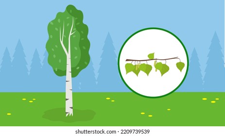birch on the background of the forest