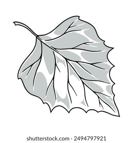 Birch petal detailed label monochrome with large petal plucked from tree or fallen during autumn leaf fall vector illustration