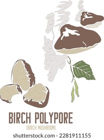 Birch Polypore in vector silhouette. Pitptoporus betulinus medicinal mushroom image. Set of vector botanical illustration of Birch Polypore mushroom in color for medicine. Birch mushroom or Chaga