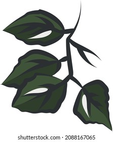 Birch is a Russian deciduous tree with white bark and heart-shaped leaves.