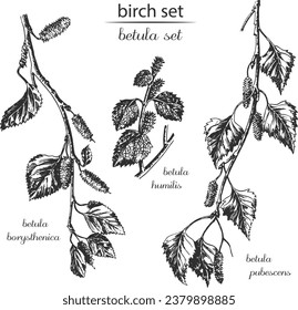 birch set, birch monochrome, birch black and white. Latin name betula borysthenica, betula humilis, betula pubescens