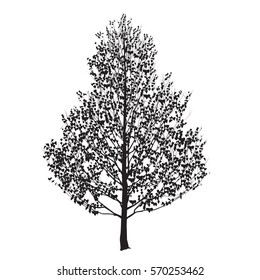 Birch silhouette with leaves on a white background
