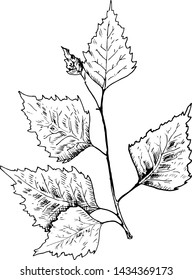 Birch sketch. Hand drawn black birch tree branch, birch leaf. Sketch style vector illustration, isolated on white background.