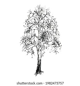 Birch sketch on a white background. Tree drawing. Tree with leaves in summer sketch on white background