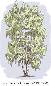 birch in the summer