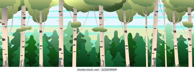 Birch thickets against backdrop of pine forest. Summer landscape trees. Nature view. Cartoon fun style. Flat design. Vector