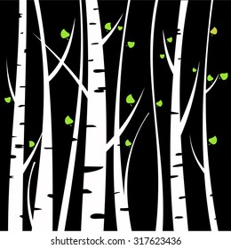 Birch tree background