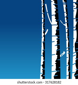 Birch tree background