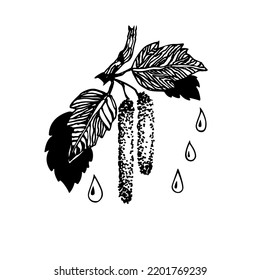 Birch tree branch blooms. Spring birch buds. Sketch vector illustration.
