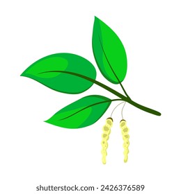Birch tree branch with green bright foliage and buds. Birch branch with spring young leaves and flowering catkins. Flat cartoon style. Hand drawn vector illustration.