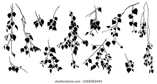 Birch tree branch with leaves. Collection of various isolated  silhouettes. Vector nature template.