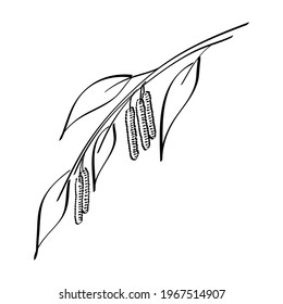 Birch tree branch or twig. Pollen allergen. Hand drawn sketch. Vector illustration.