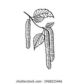 Birch tree branch or twig. Pollen allergen. Hand drawn sketch. Vector illustration.