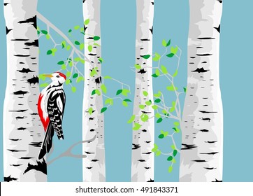 Birch tree colorful vector illustration and woodpecker.
