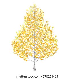 Birch tree in the fall on a white background