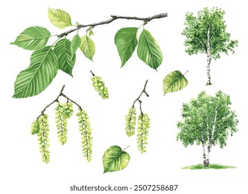 Birch Tree Foliage and Catkins Watercolor Collection. Realistic Spring Illustration of Lush Green Leaves, Branches, and Catkins. Nature-Inspired Forest Elements on White Background.