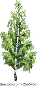 Árbol de abedul con la corona verde aislada en el fondo blanco	