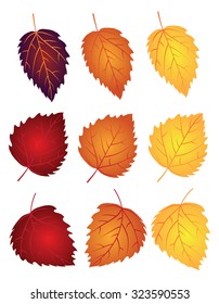 Birch Tree Leaves In Changing Fall Colors Isolated On White Background Vector Illustration