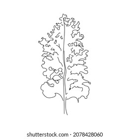 Birch tree in line art style. Black linear sketch isolated on white background. Vector illustration, concept for minimalist print, logo, label, symbol, card, banner, poster, flyer