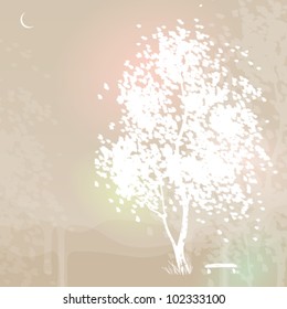 Birch tree and park bench