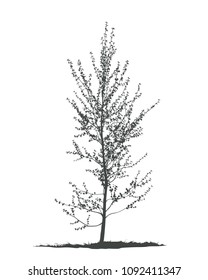 Birch tree silhouette