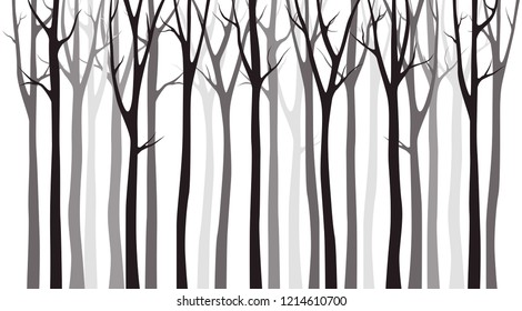 Birch tree silhouette on white background