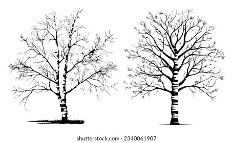 birch tree silhouette set illustration