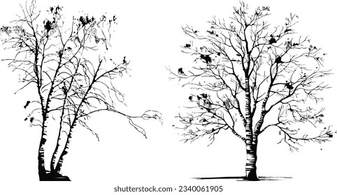 birch tree silhouettes set illustration