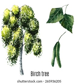 Birch tree watercolor. Vector illustration.