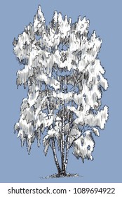 A birch tree in the winter season