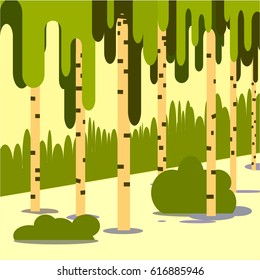 Birch trees 